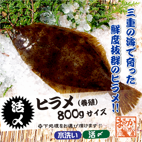 活〆 ひらめ（養殖）1尾 [魚介類]（サイズ：800g） | 新鮮さが自慢の