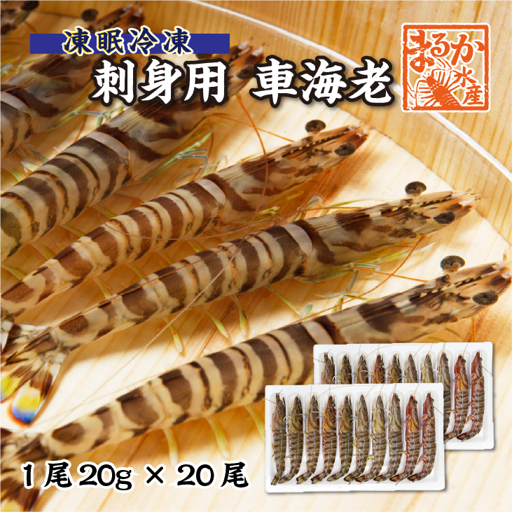 刺身用車海老 凍眠冷凍 20g [冷凍車海老]（入数：20尾 400g）