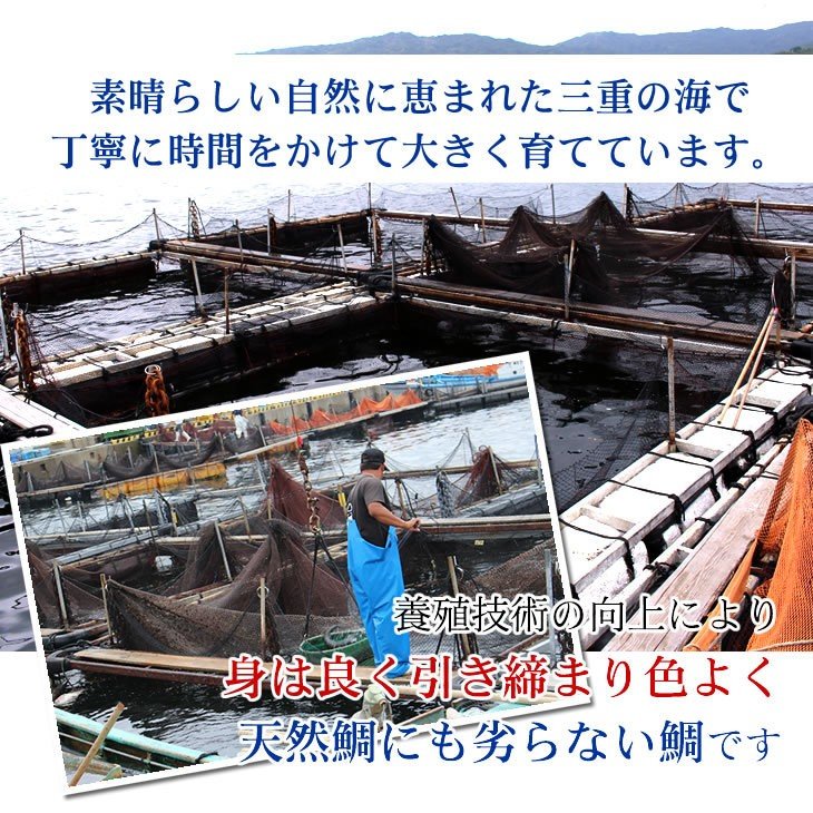 昆布〆 真鯛 100g×2パック（冷凍）  [昆布〆]