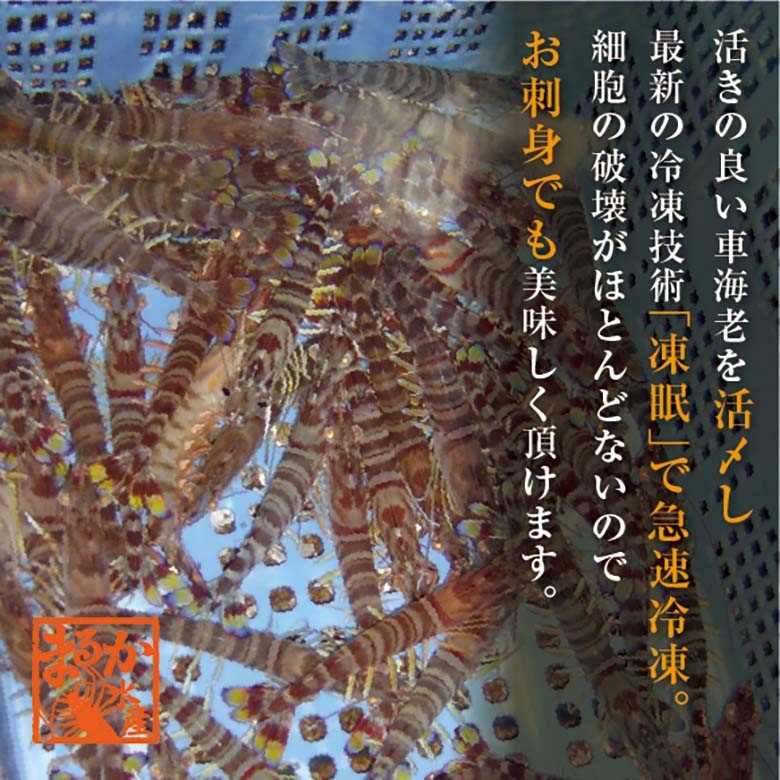 刺身用車海老 凍眠冷凍 25g [冷凍車海老]（入数：10尾 250g）