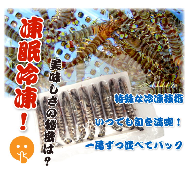 刺身用車海老 凍眠冷凍 25g [冷凍車海老]（入数：10尾 250g）