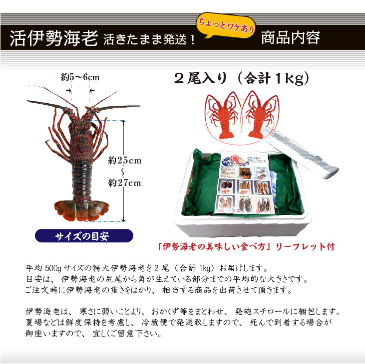 活伊勢海老 活きたまま発送 ちょっとワケあり 特大サイズ 2尾入 1.0ｋg ★ [活伊勢海老]