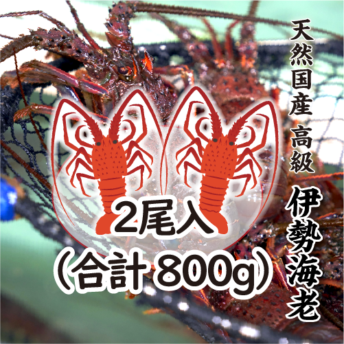 高級 天然 伊勢海老 三重県産 大サイズ ★ [活伊勢海老]