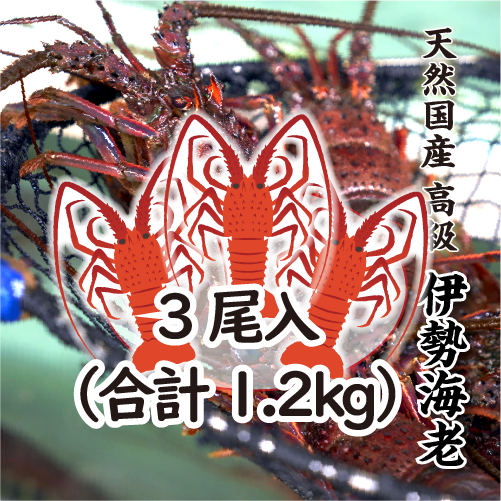 高級 天然 伊勢海老 三重県産 大サイズ ★ [活伊勢海老]