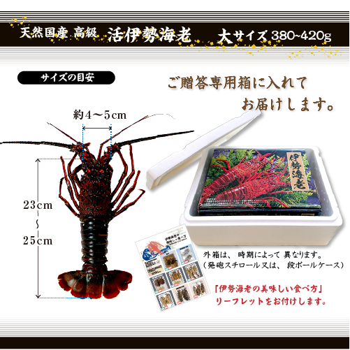 高級 天然 伊勢海老 三重県産 大サイズ ☆ [活伊勢海老] | 伊勢海老,活