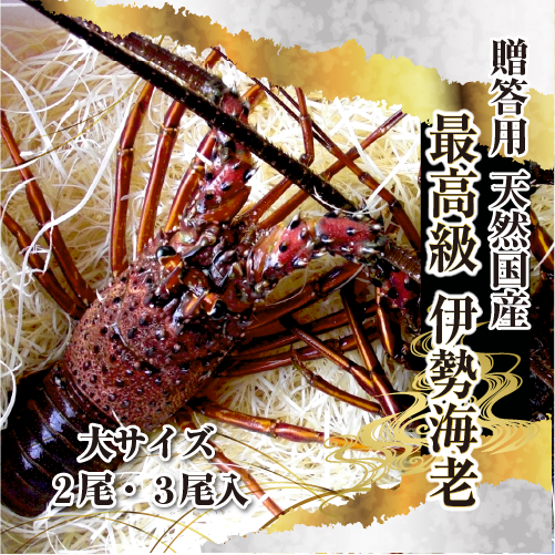 高級 天然 伊勢海老 三重県産 大サイズ ★ [活伊勢海老]