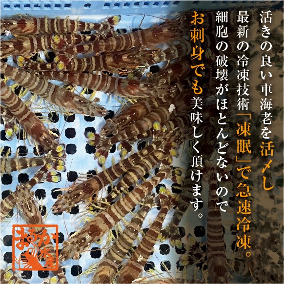 刺身用車海老 凍眠冷凍 25g [冷凍車海老]（入数：20尾 500g）