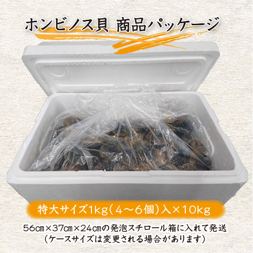 活 ホンビノス貝 中サイズ（8～12個）