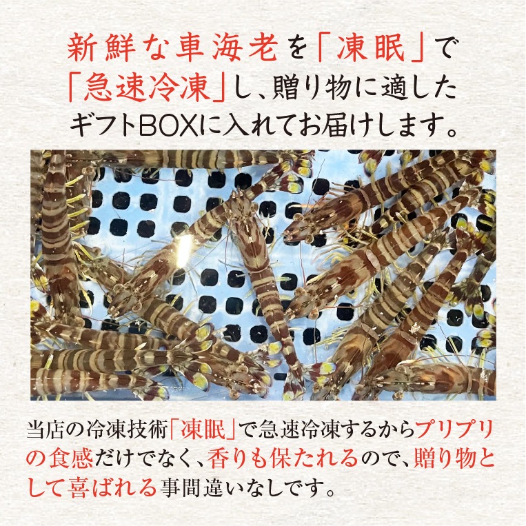 刺身用車海老 凍眠冷凍 20g [冷凍車海老]（入数：20尾 400g/ギフトボックス入）