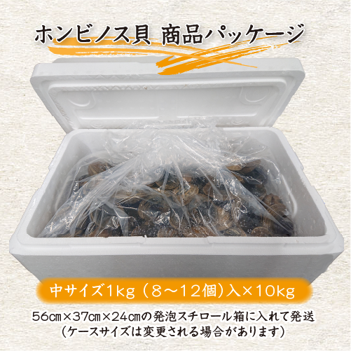 活 ホンビノス貝 大サイズ（6～8個）