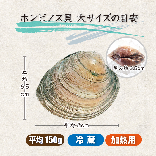活 ホンビノス貝 大サイズ（6～8個）