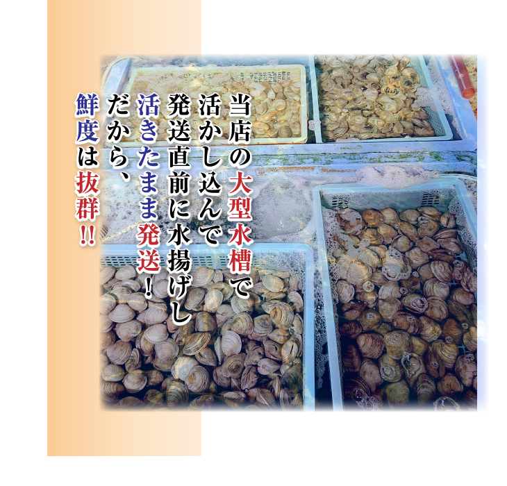 活 ホンビノス貝 大サイズ（6～8個）