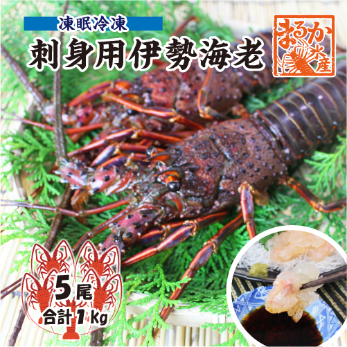 刺身用伊勢海老 凍眠冷凍 中サイズ 5尾入 1.0kg ★ [刺身用伊勢海老]