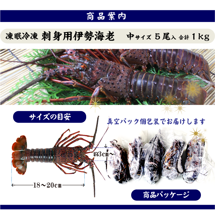 刺身用伊勢海老 凍眠冷凍 中サイズ 5尾入 1.0kg ★ [刺身用伊勢海老]