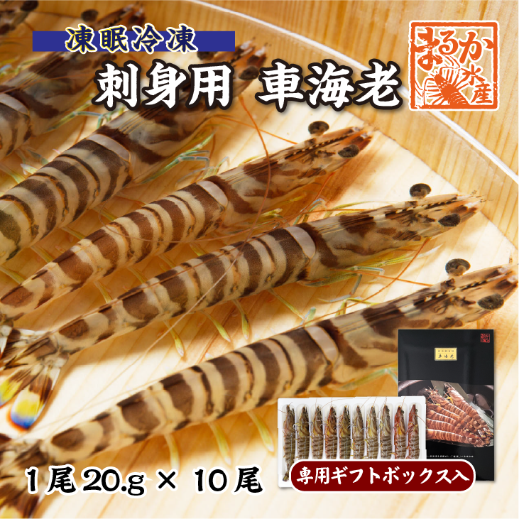 刺身用車海老 凍眠冷凍 20g [冷凍車海老]（入数：10尾 200g/ギフトボックス入）