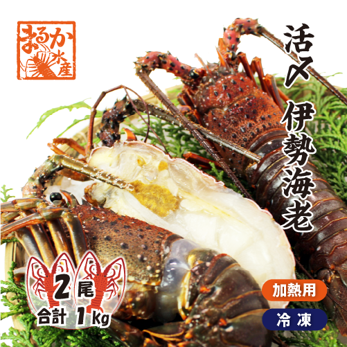 活〆伊勢海老（冷凍加熱用）特大サイズ 2尾入 1kg ★ [冷凍伊勢海老]