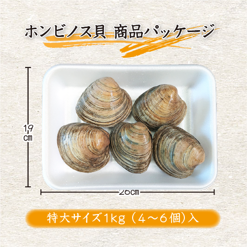 活 ホンビノス貝 特大サイズ(4~6個)
