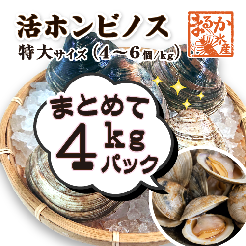 活 ホンビノス貝 特大サイズ(4~6個)
