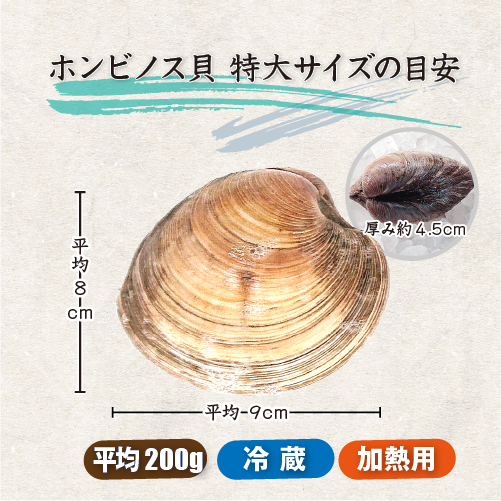 活 ホンビノス貝 特大サイズ(4~6個)