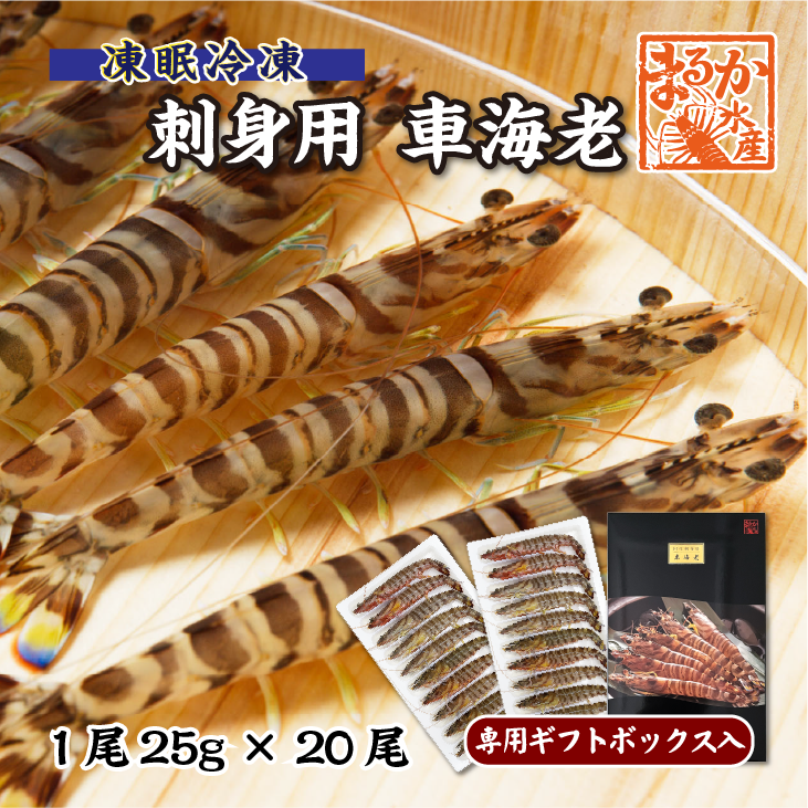刺身用車海老 凍眠冷凍 25g [冷凍車海老]（入数：20尾 500g/ギフトボックス入）