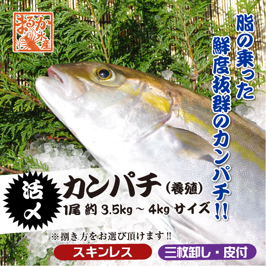 活〆カンパチ １尾 捌いてお届け！ 3.5～4.0kgサイズ（養殖）[魚介類]