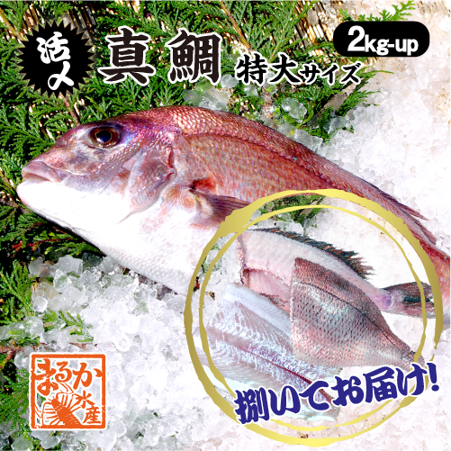 活〆 真鯛 捌いてお届け！  特大サイズ 1尾 2.0kgUP [魚介類]