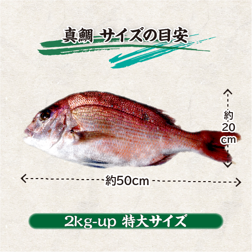 活〆 真鯛 捌いてお届け！  特大サイズ 1尾 2.0kgUP [魚介類]
