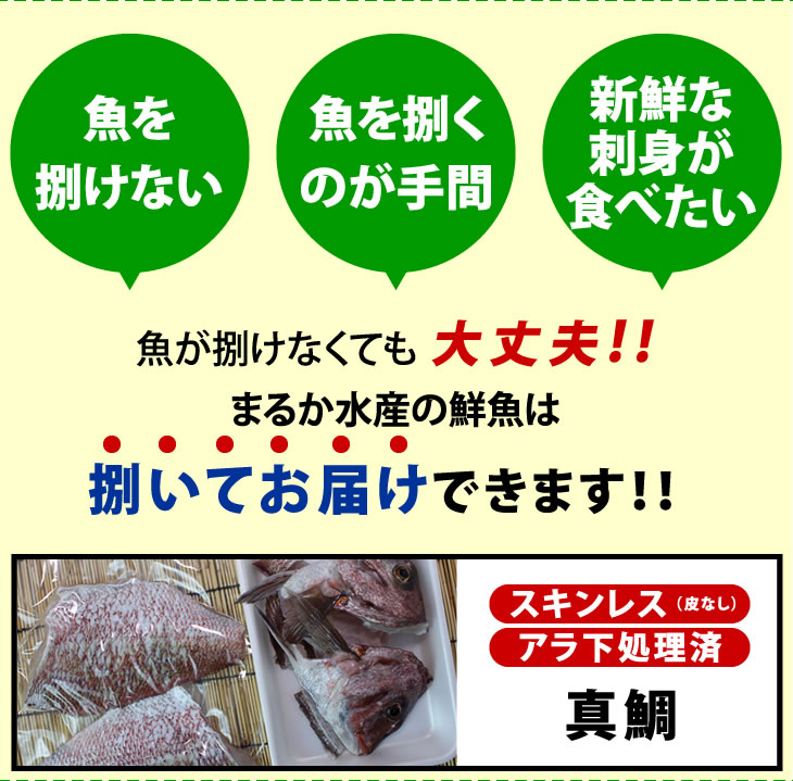 活〆 真鯛 捌いてお届け！  特大サイズ 1尾 2.0kgUP [魚介類]