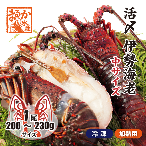 活〆伊勢海老（冷凍加熱用）中サイズ 200～230g [冷凍伊勢海老]（入数：1尾）