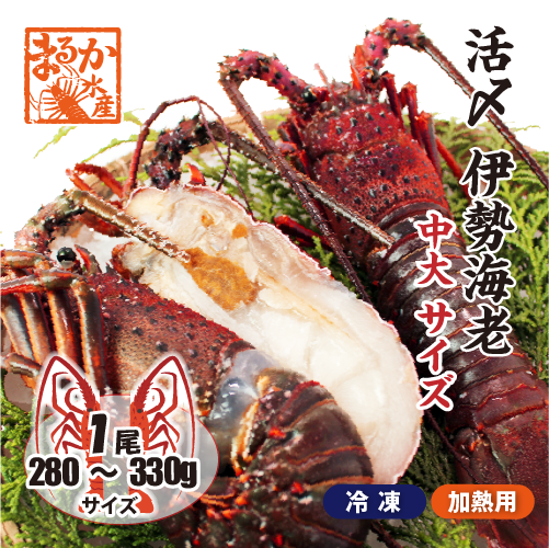 □活〆伊勢海老（冷凍加熱用）中大サイズ 280～330g [冷凍伊勢海老]（入数：1尾）
