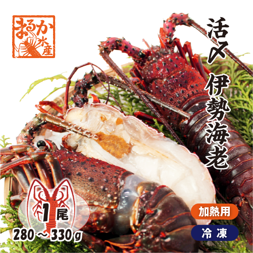 活〆伊勢海老（冷凍加熱用）中大サイズ 280～330g [冷凍伊勢海老]（入数：1尾）