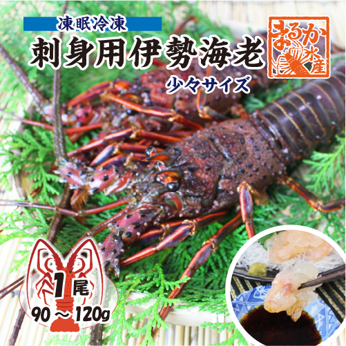 刺身用伊勢海老 凍眠冷凍 少々サイズ 90～120g[刺身用伊勢海老]（入数：1尾）