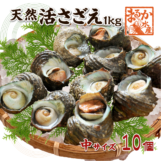 天然活 さざえ 中サイズ 1kg 10個 70～110g [さざえ] | 貝類