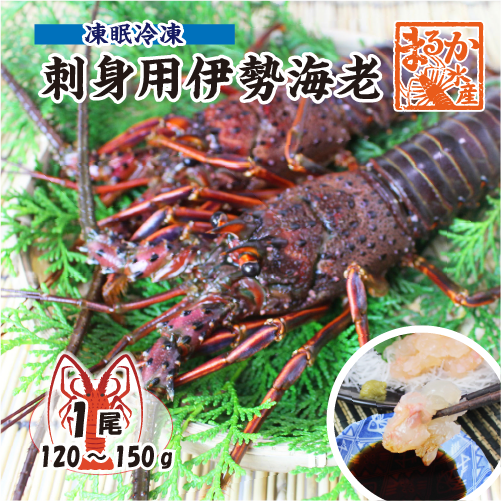 刺身用伊勢海老 凍眠冷凍 小サイズ 120～160g[凍眠冷凍伊勢海老]（入数：1尾）