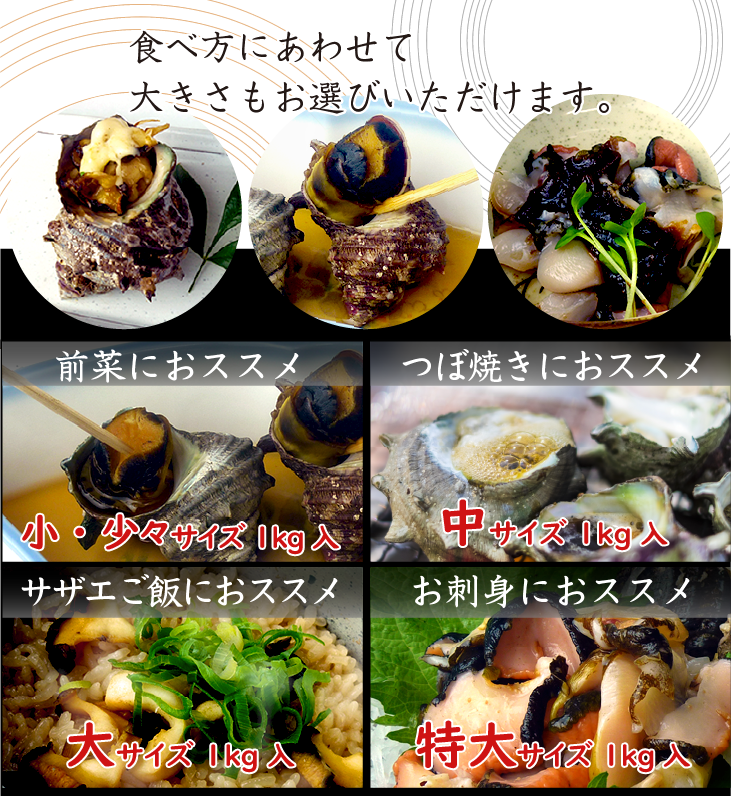 天然活 さざえ 中サイズ 1kg 12個 70～110g [さざえ] | 貝類