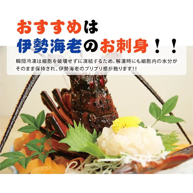 刺身用伊勢海老 凍眠冷凍 特大サイズ 1尾 500～600g ★[刺身用伊勢海老]