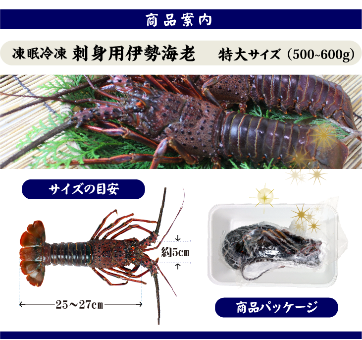 刺身用伊勢海老 凍眠冷凍 特大サイズ 1尾 500～600g ★[刺身用伊勢海老]