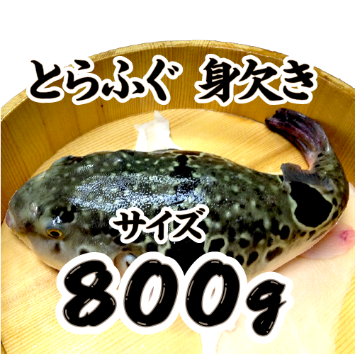 冷凍 とらふぐ身欠き 身欠処理（除毒）済/ 白子は入っていません[冷凍フグ]