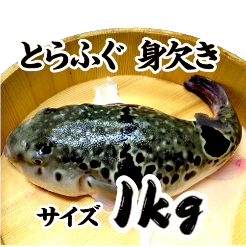 冷凍 とらふぐ身欠き 身欠処理（除毒）済/ 白子は入っていません[冷凍フグ]