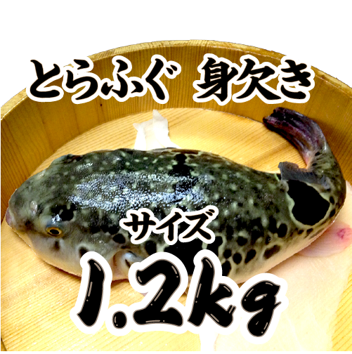冷凍 とらふぐ身欠き 身欠処理（除毒）済/ 白子は入っていません[冷凍フグ]