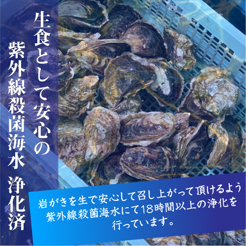 生食用 岩がき Lサイズ(250/300g）5個（軍手・ナイフ付）★[イタボ牡蠣]