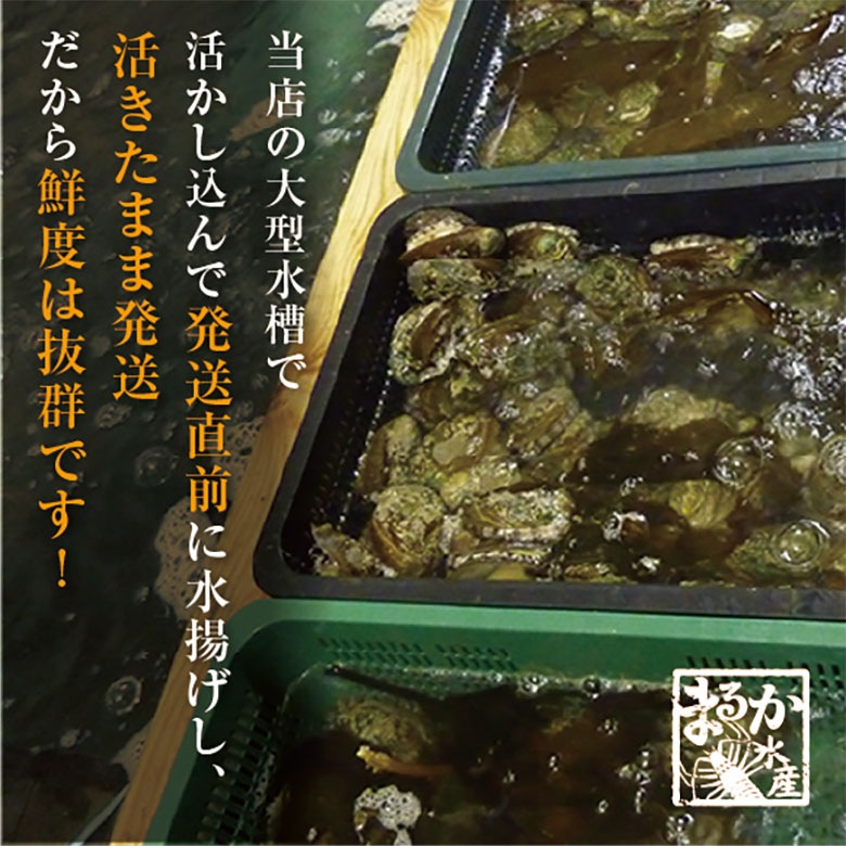 活 蝦夷あわび 100g Mサイズ [あわび]（入数:5枚 ★）