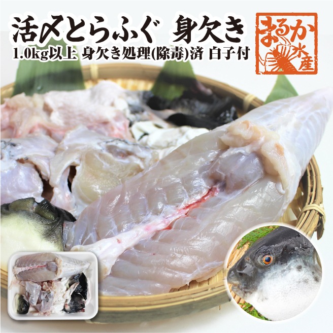 活とらふぐ身欠き 1.0kgサイズ 身欠処理（除毒）済/ 白子付 [活河豚]