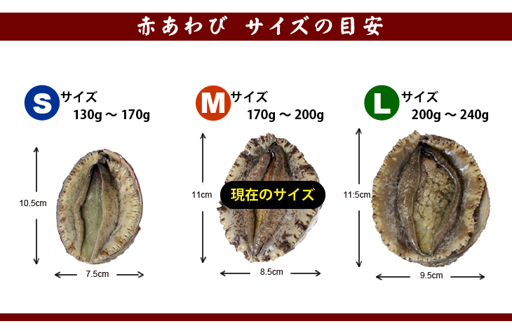 天然赤あわび（メガイアワビ）Mサイズ 170～200g 1枚 [あわび