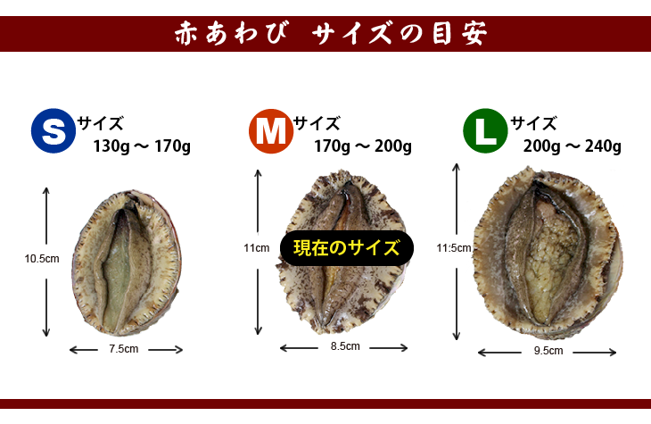 天然赤あわび（メガイアワビ）Mサイズ 170～200g　1枚 [あわび]