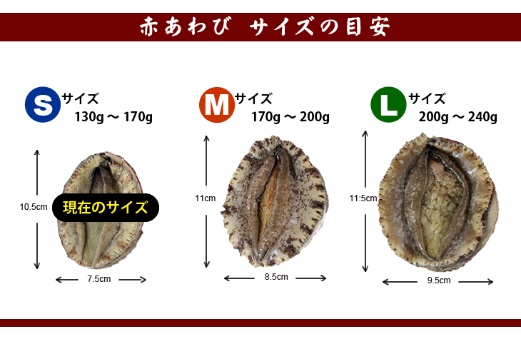 天然赤あわび（メガイアワビ）Sサイズ 130～170g　1枚 [あわび]