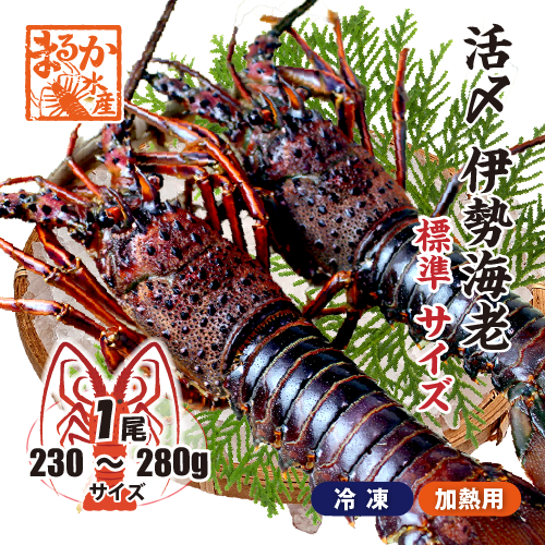□活〆伊勢海老（冷凍加熱用）標準サイズ 230～280g [冷凍伊勢海老]（入数：1尾）