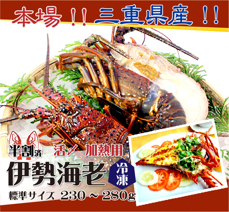 □活〆伊勢海老（冷凍加熱用）標準サイズ 230～280g [冷凍伊勢海老]（入数：1尾）