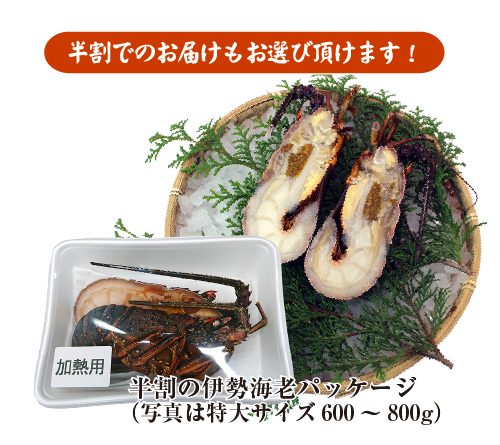 □活〆伊勢海老（冷凍加熱用）特大サイズ 1尾 600～800g ★ [冷凍伊勢海老]