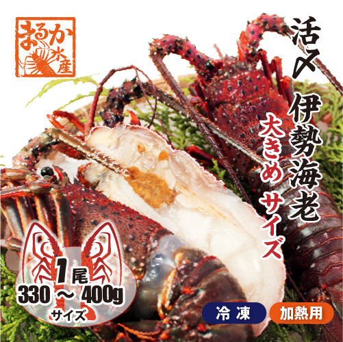 活〆伊勢海老（冷凍加熱用）大きめサイズ 330～400g [冷凍伊勢海老]（入数：1尾）